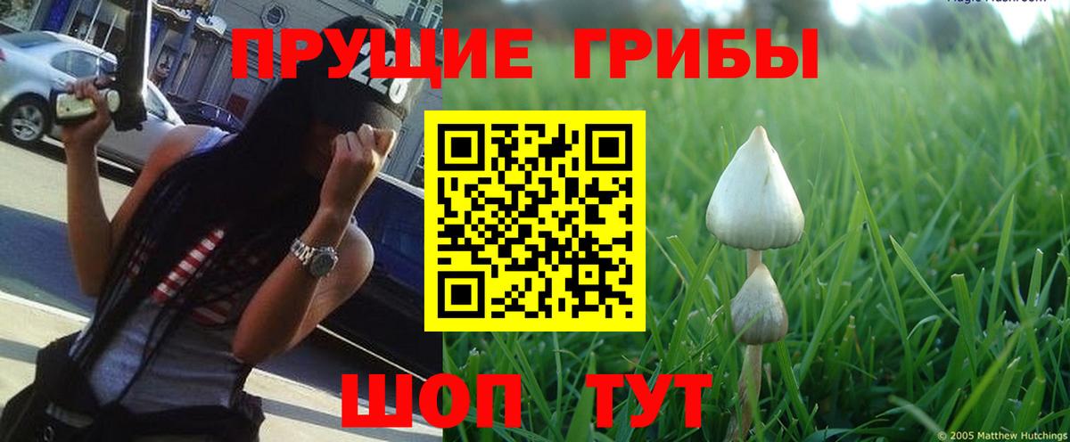 Псилоцибиновые грибы GOLDEN TEACHER Королёв